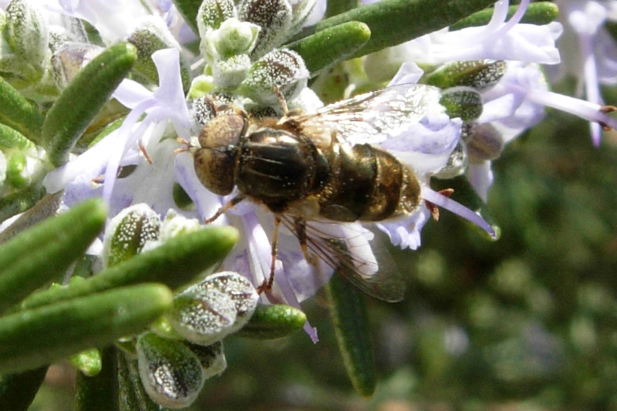 Dubbio: Eristalinus sepulcralis o aeneus?